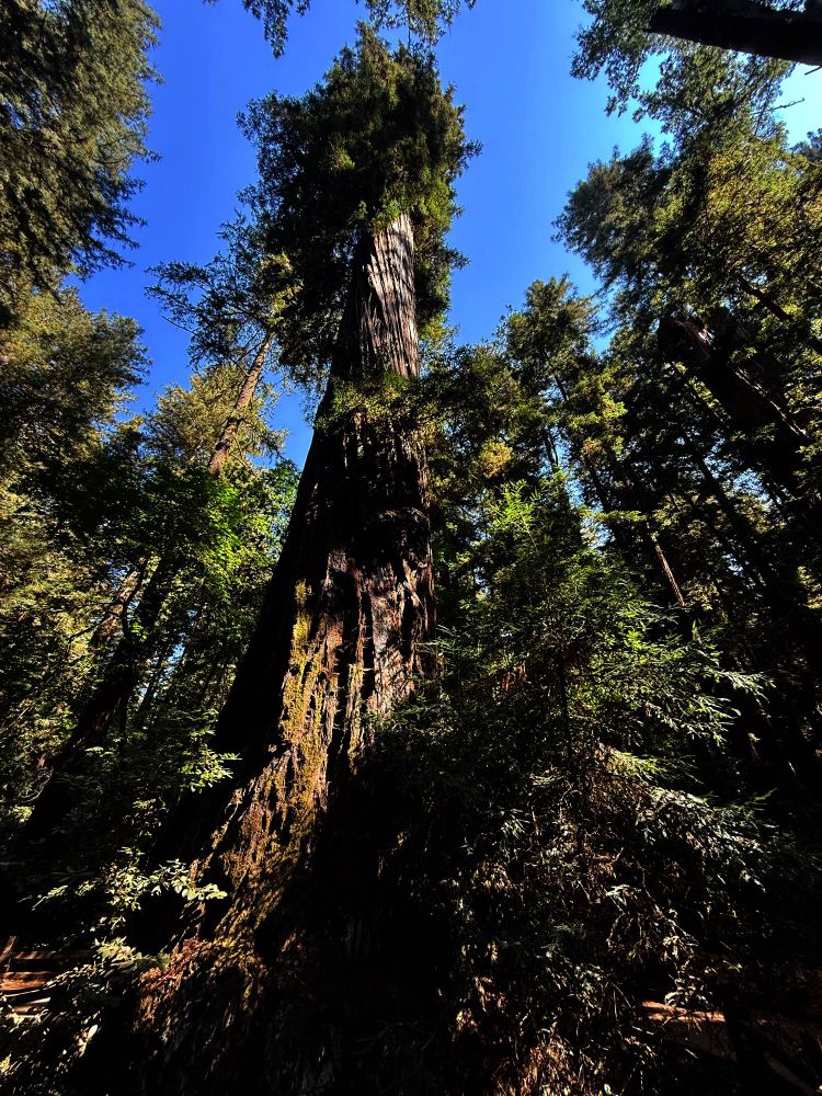 Santa Cruz Redwoods