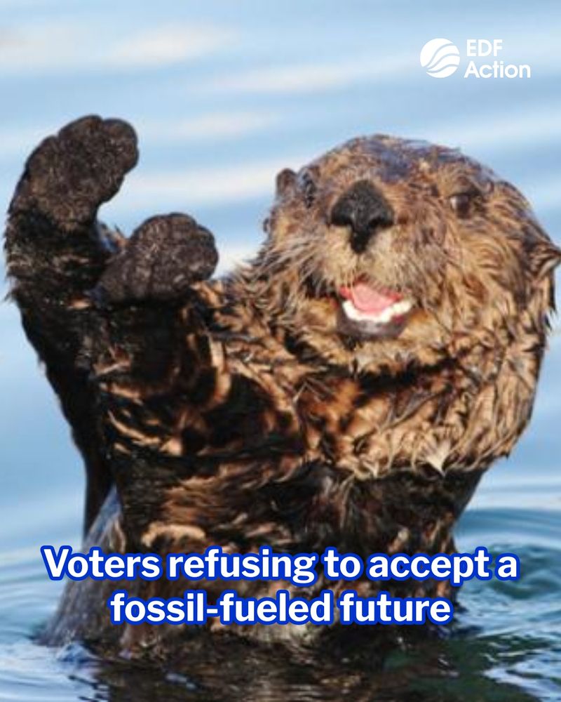A photo shows a smiling otter making muscle arms while sitting in the water. Text reads "Voters refusing to accept a fossil-fueled future"