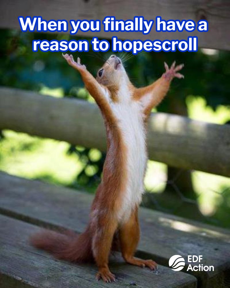 A photo shows a squirrel standing on its hind legs with arms outstretched to the sky, looking upward. Text reads "When you finally have a reason to hopescroll."