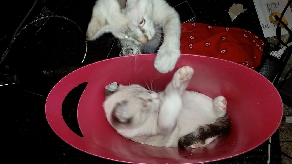 A kitten in a small, red, oval trash can. Another kitten is looking down into the can. 