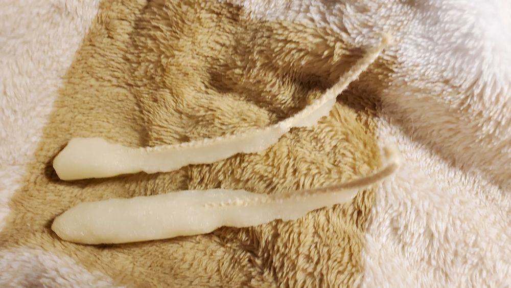 Two mystery items that look like partially eaten candles. I honestly have no idea what I'm looking at. Sorry.