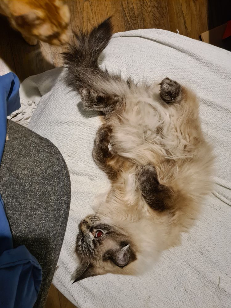 A picture of a white long haired cat with dark socks, tail, ears, and face. She is lying on her back, a comfortable little cloud of fur with her dark legs sticking out. She is intently watching something outside the frame on the left.