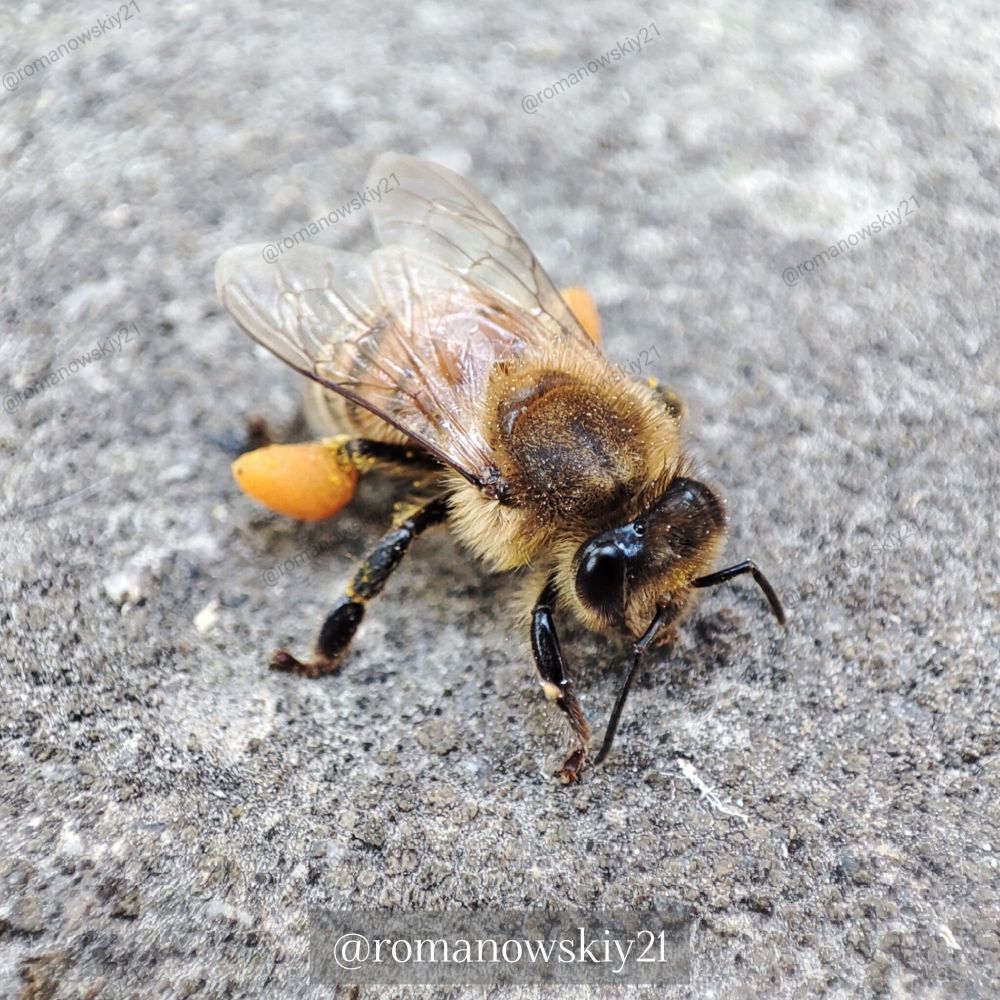A small bee with nectar on its paws