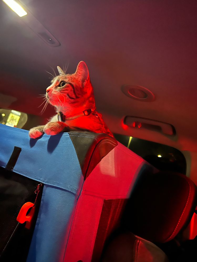 cat on top of crate in car, bathed in red light from brake lights
