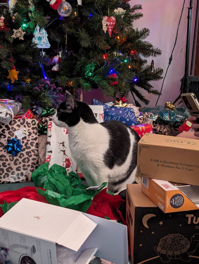 A black and white cat in a pile of wrapping paper and presents, in front of a tree