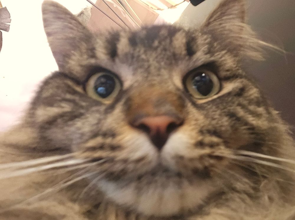 kitty looking at da camera 