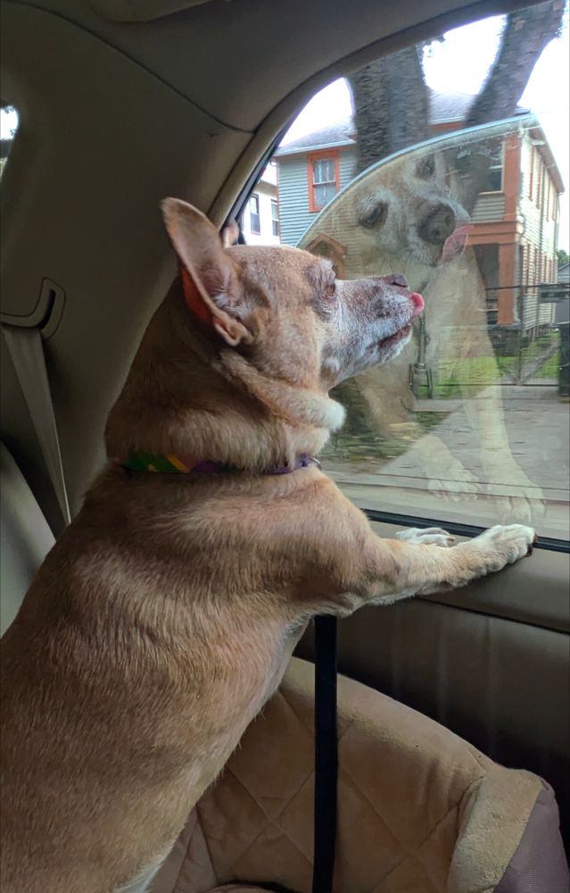 A small tan dog gets very excited on a car ride standing up and looking out the window. We see him in profile and in the reflection. 