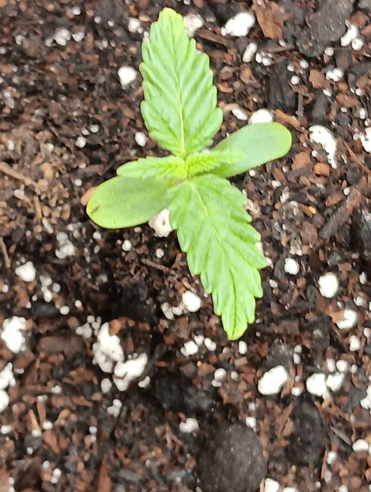 Seedsman seeds Pink kush cbd auto
