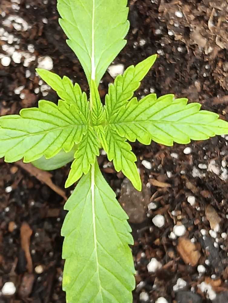 Seed supreme gdp auto