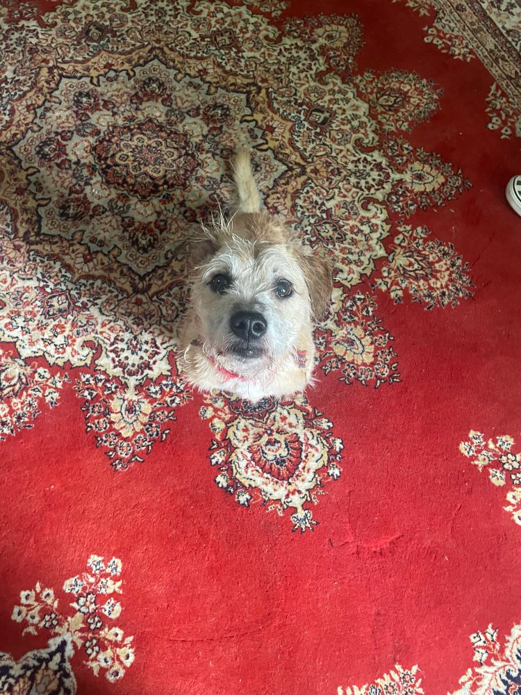 Baldrick T Dog looking very smart after his hair cut with a belly full of beef jerky. Yes I’m aware that it’s not good for him to have too much. I keep it for when I have to touch his paws. 
