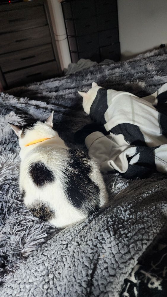 Two cats on blankets in the cold having naps