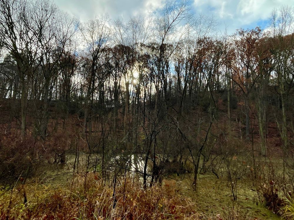 Late fall wetland in oranges and greens with leafless trees behind