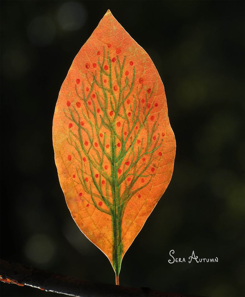 A photograph of a lobe-shaped sassafras leaf. The leaf is bright orange and has a tree drawn on it in green, dotted with red buds.