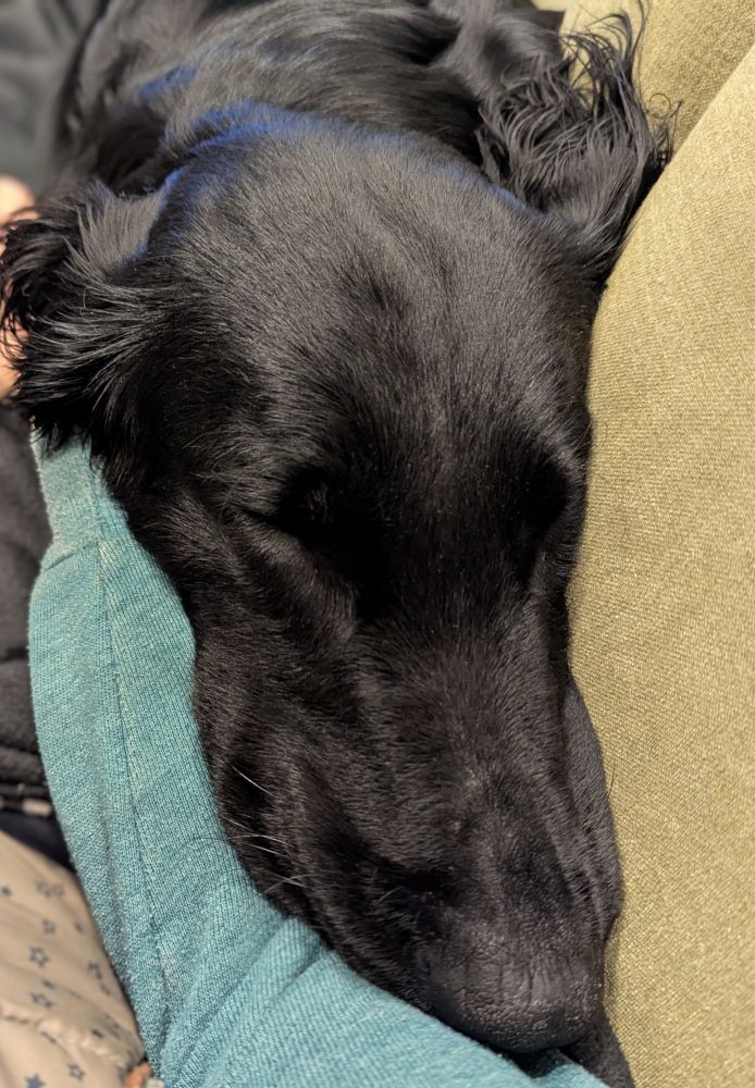 Kopf und Schnauze vom schwarzen Hund liegt auf der Couch auf meinem Arm, er schläft tief 