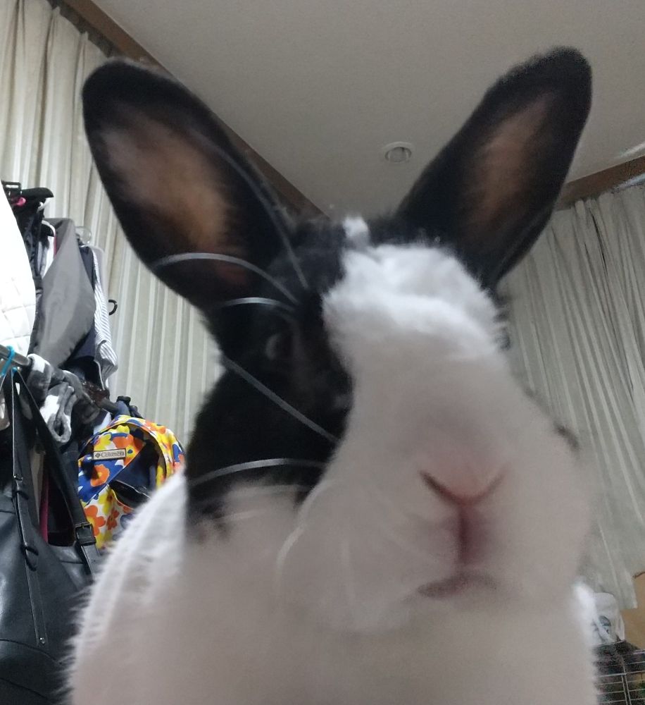 耳を10:10に開いている白黒うさぎ