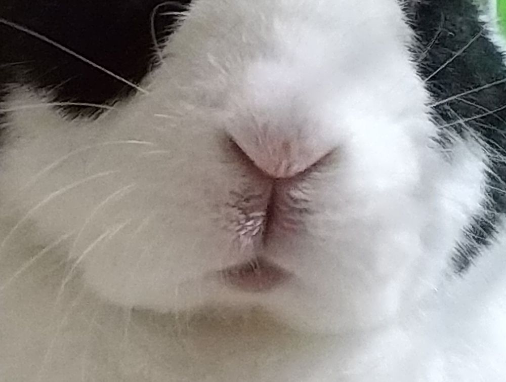 白黒うさぎの顔アップ