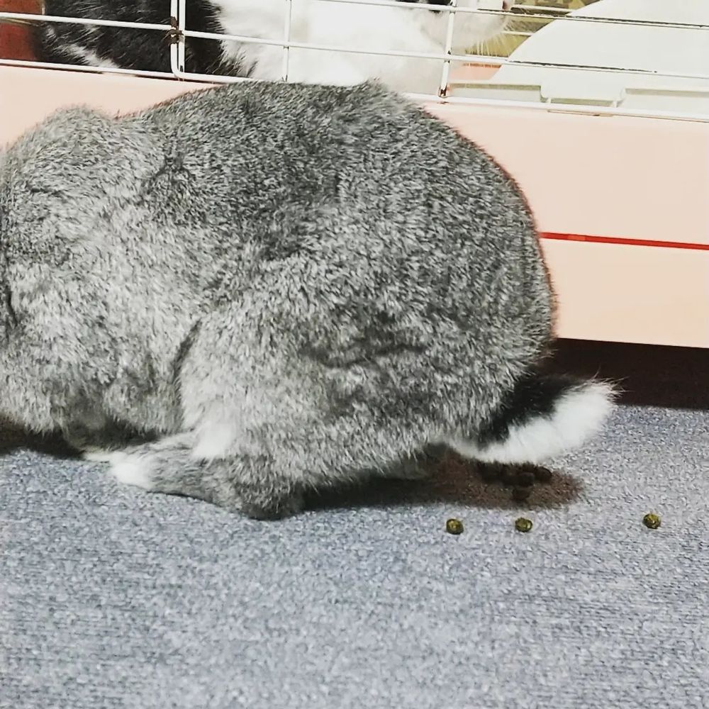 ケージの外にいる灰色うさぎのお尻のアップ