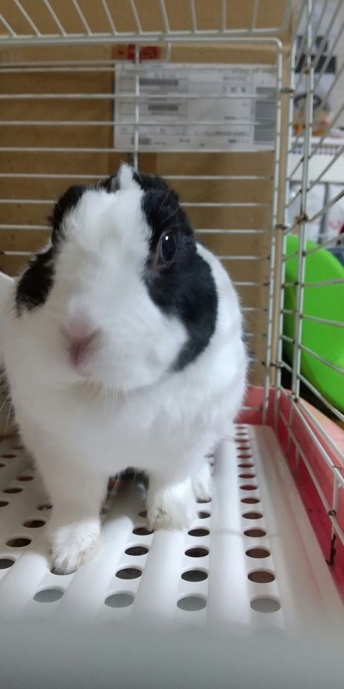 白黒うさぎの耳なし