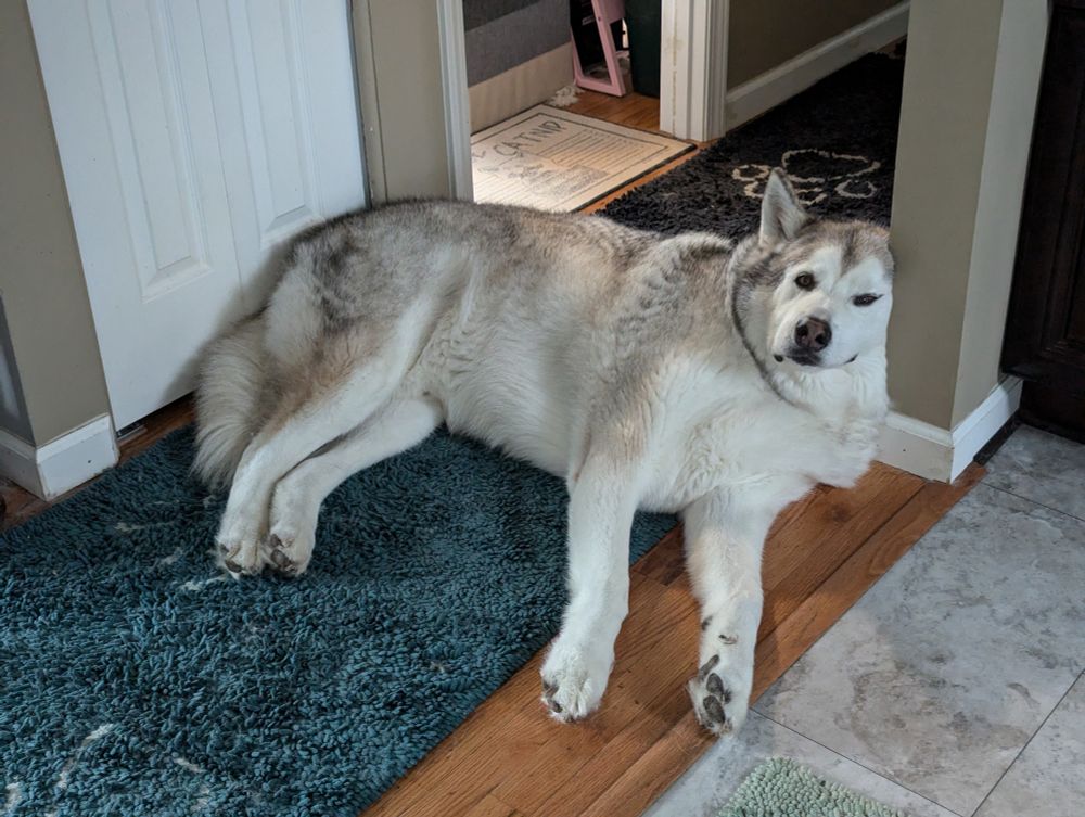 A giant 137 lbs Alaskan Malamute is laying in a hallway that is not wide enough for him so his head resting on the wall in such a way that is pulling half his face back in a goofy looking way.
