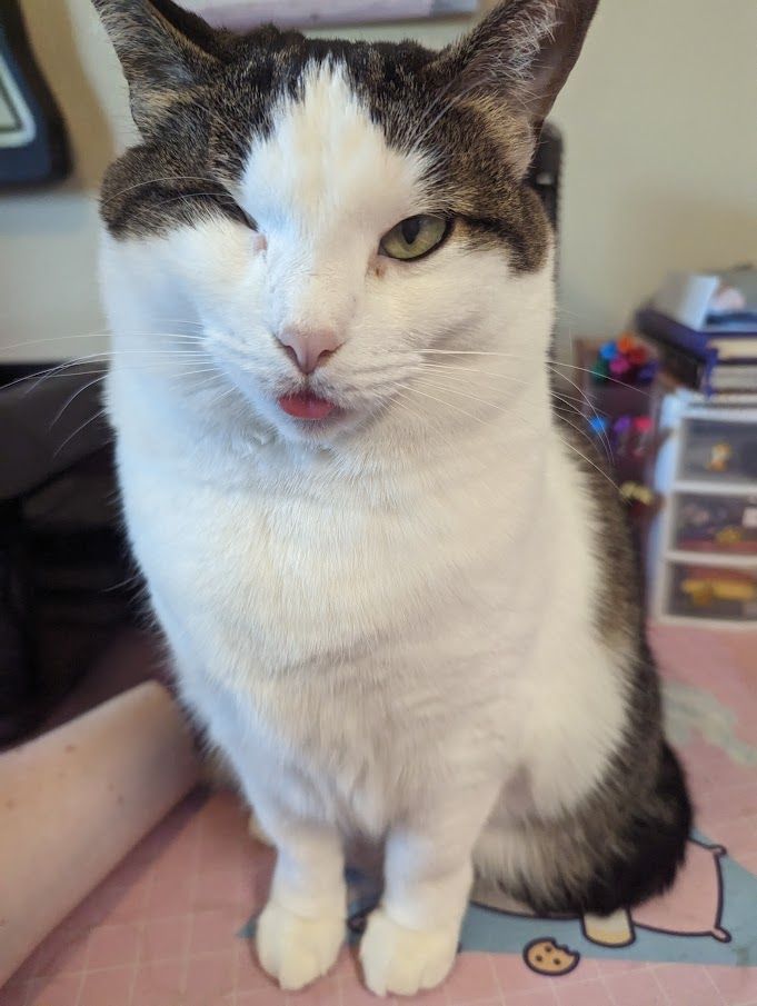 A photo of a mostly white cat with brown tabby markings on her head, ears, and back. She looks at the camera with her little pink tongue slightly poking out.