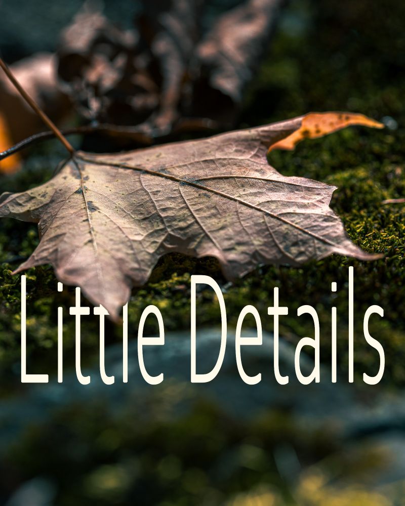 Photograph of a fallen leaf on moss with superimposed text tucked under the lead reading "Little Details".