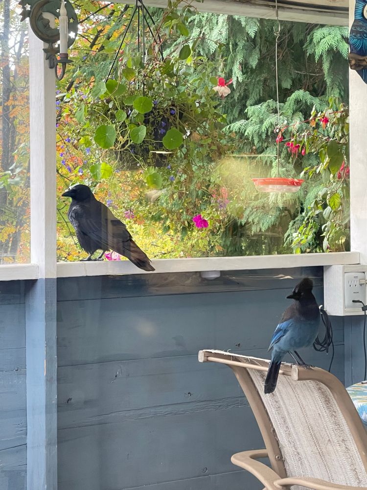 A Crow and a Stellars Jay stare at me impatiently through the window, perched on a railing and a patio chair respectively.They’re waiting for morning peanuts. The background is trees, hanging baskets, a hummingbird feeder, and… rain  
