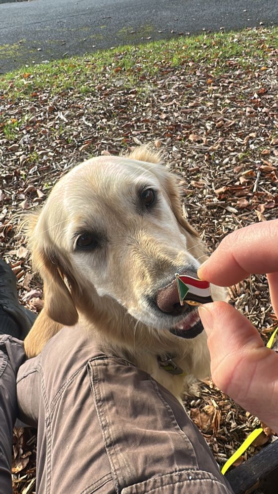 Hand holding a Sudan pin badge in front of a Golden Retriever (no connection)