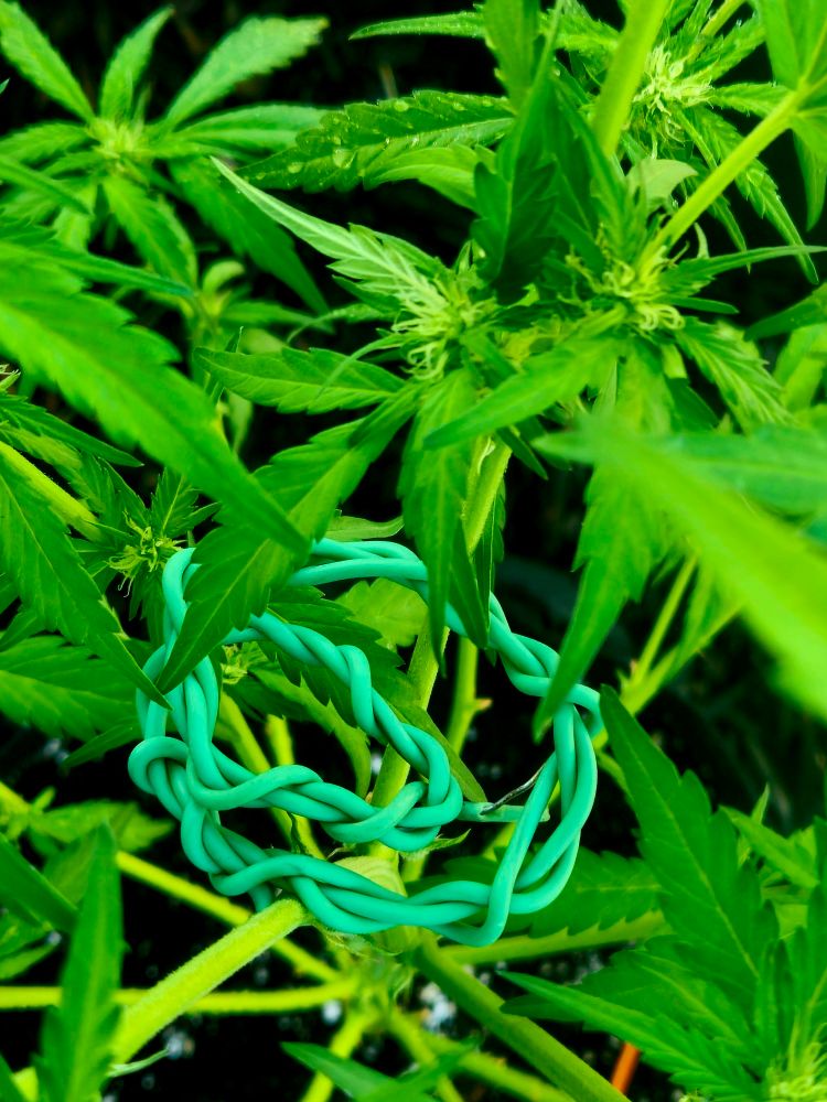 A coated gardening wire coiled around itself to form a wedge between three stems. (copied text from previous image) These plants were picked up for me by a friend who does an indoor grow. The timing was slightly off for my outdoor garden but I scooped them up anyways. I utilize LST but I think of it as Love Space Training instead of low stress training. Gentle and yet concise pressure points that encourage the stems to grow further apart while allowing more light to filter in. 