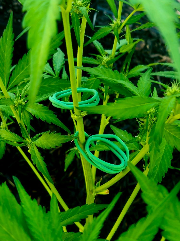Two rings of coated gardening wire have been coiled up and placed between the stems of the plant. These plants were picked up for me by a friend who does an indoor grow. The timing was slightly off for my outdoor garden but I scooped them up anyways. I utilize LST but I think of it as Love Space Training instead of low stress training. Gentle and yet concise pressure points that encourage the stems to grow further apart while allowing more light to filter in. 