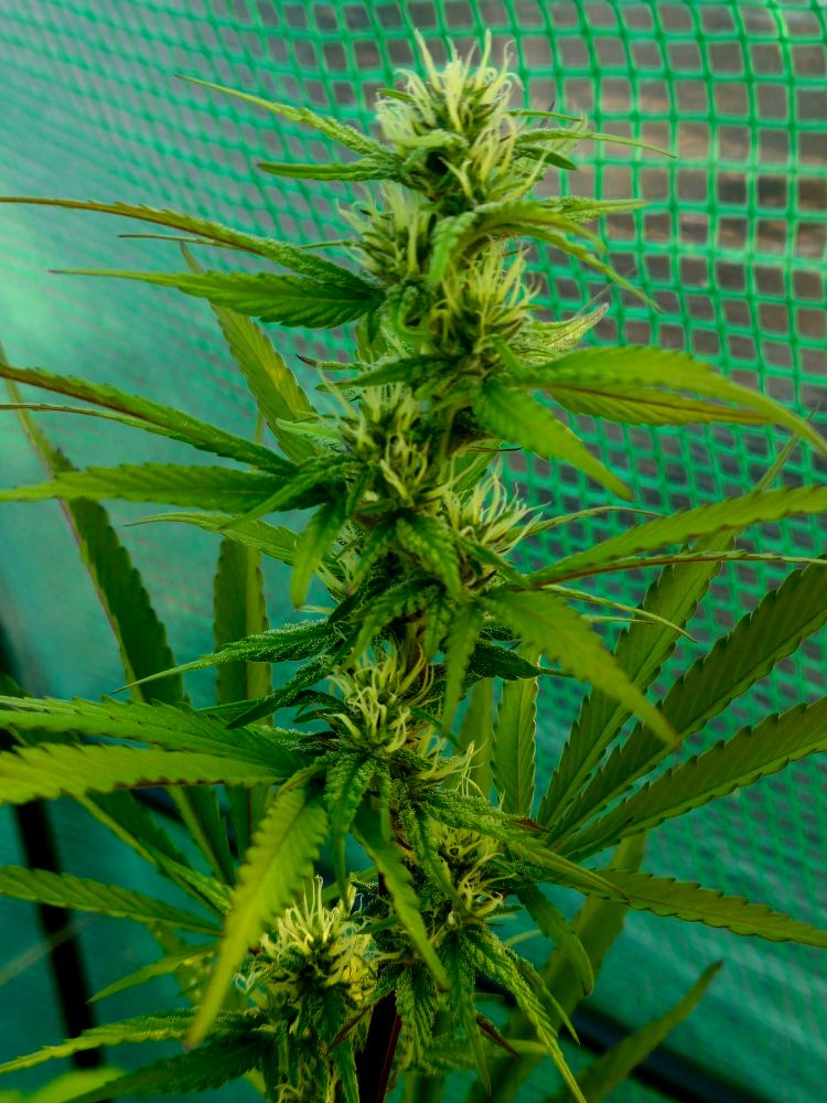 The main cola for the Garlic Cream has buds stacking upon buds while fans leaves stretching out to grasp the morning sunlight. The flowers have a savory chocolate scent and I'm excited to see if it stays. 