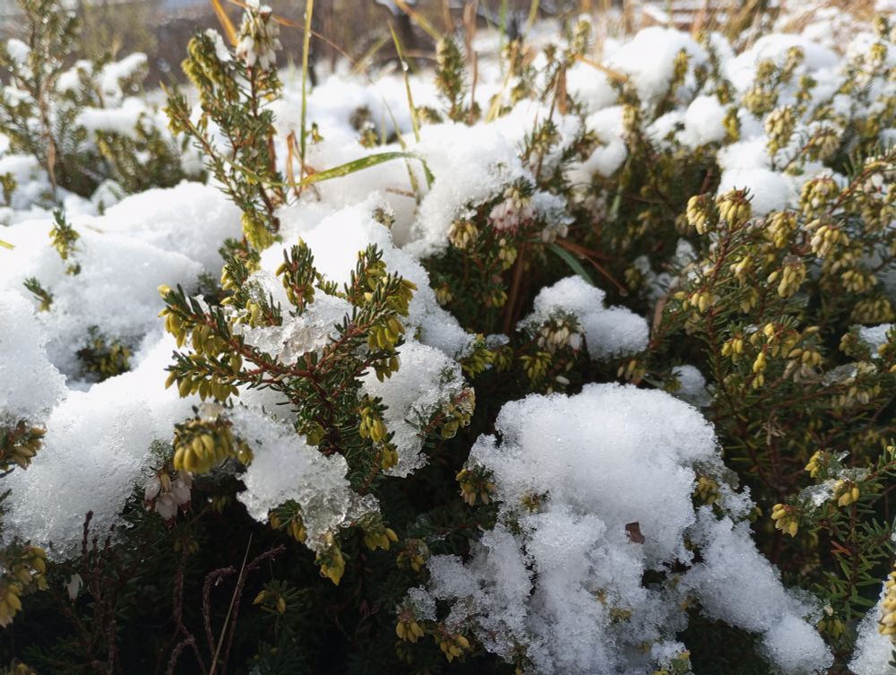 Photo of a flowering heather plant and a layer of snow on top