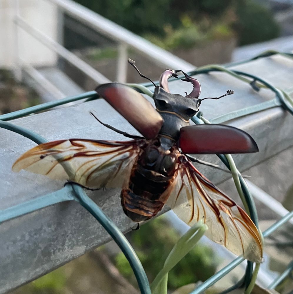 Männlicher Hirchkäfer, ready for takeoff mot ausgebreiteten Flügeln 