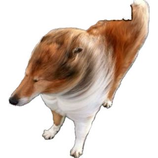 Picture of a dog taken in the middle of shaking, it is very blurry 