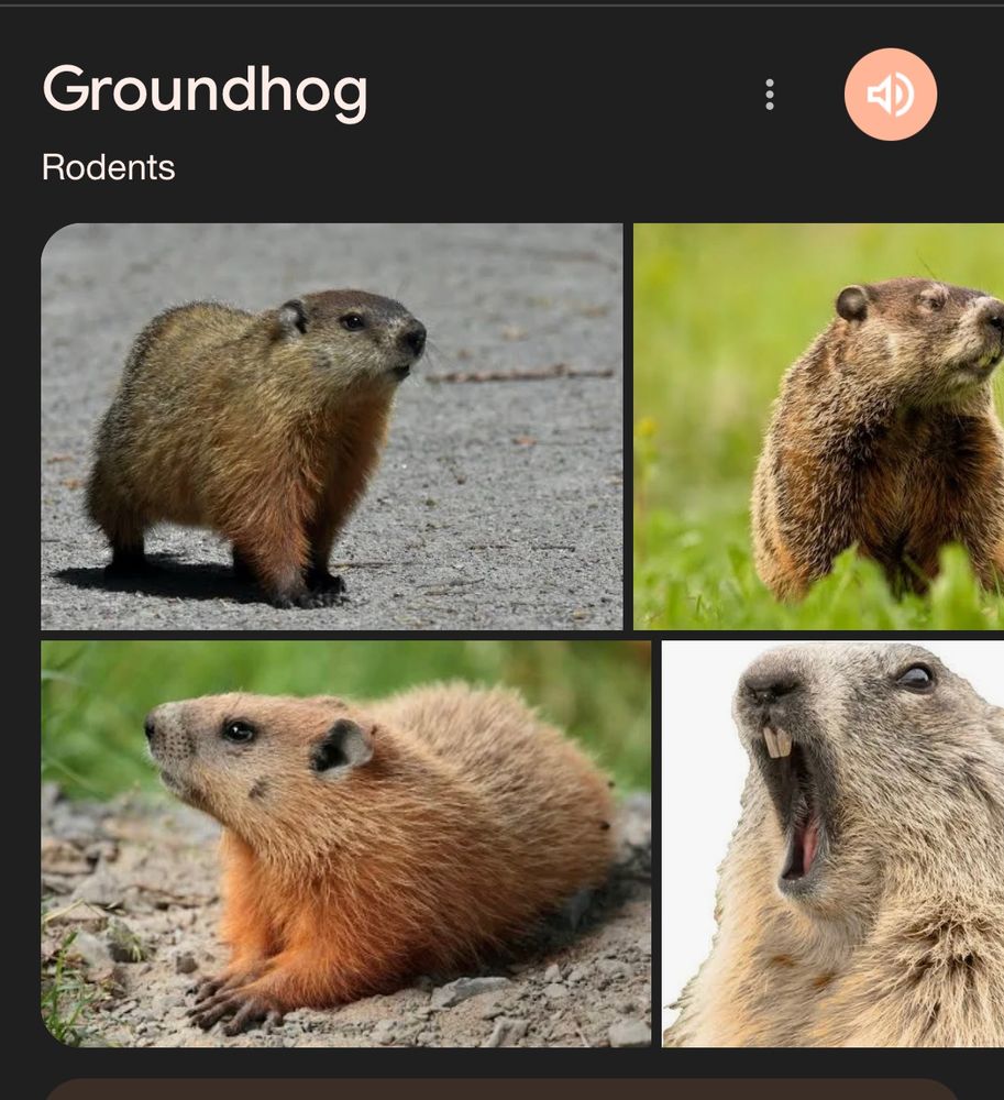 google search for Groundhog
