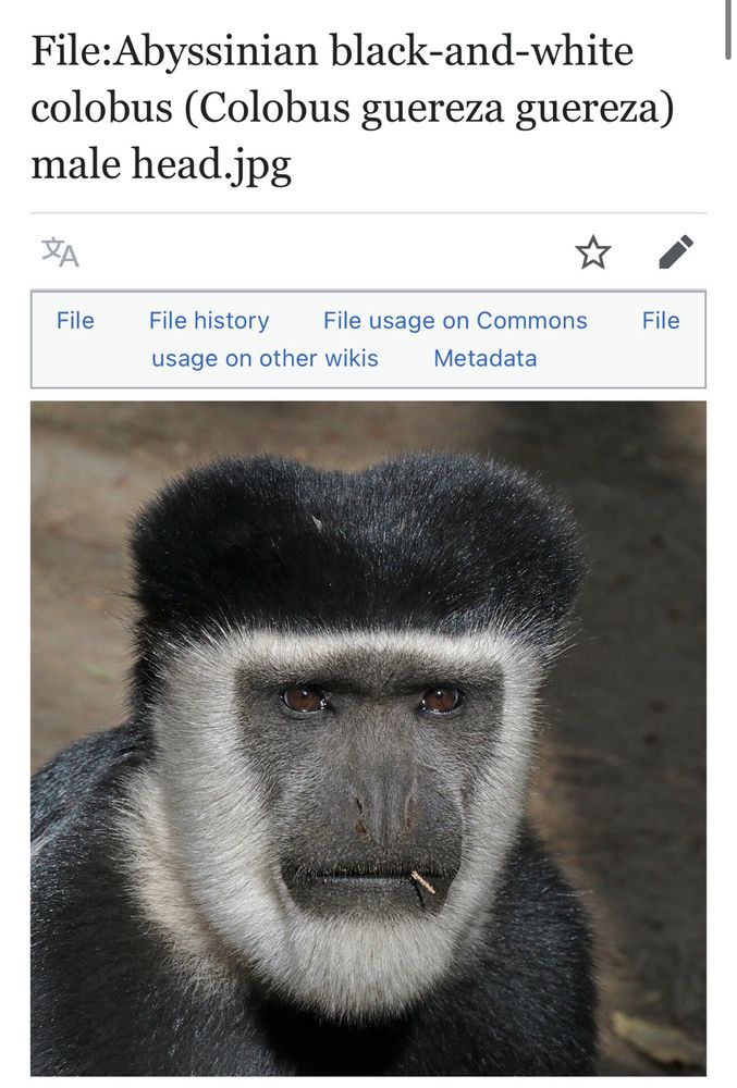 Guereza monkey on Wikipedia 