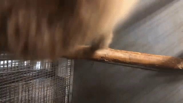 a close up of a person 's hand holding a stick in a cage