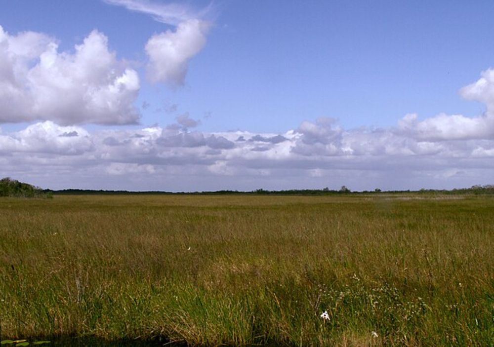 Everglades - Wikipedia