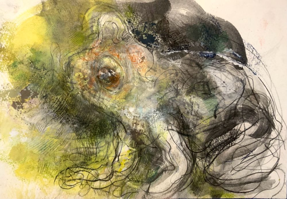 A nice delicate frog looking leftwards, yellowy greeny