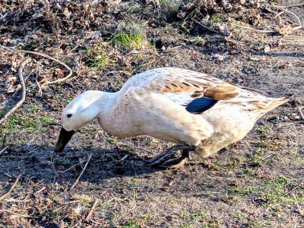White duck with brown & blue markings. She's a Welsh Harlequin.
