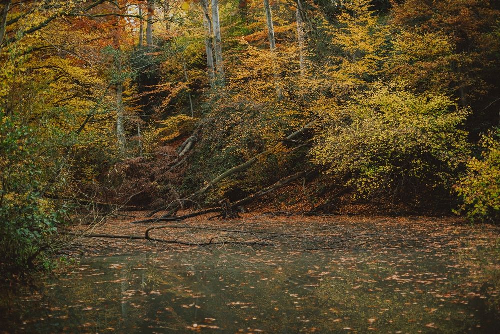 Wald mit einem See.
Rund um den See tragen die Bäume bunt durcheinander gelbe, orange, braune und grüne Blätter. Mindestens drei dicke Stämme sind zu erkennen, die vom Ufer in den See gekippt sind und dort schräg liegen. Der See ist bedeckt mit Blättern und kleinen anderen Flecken. Die Stämme einiger Bäume im Hintergrund heben sich hell und gräulich aus dem bunten Blätterwald hervor.