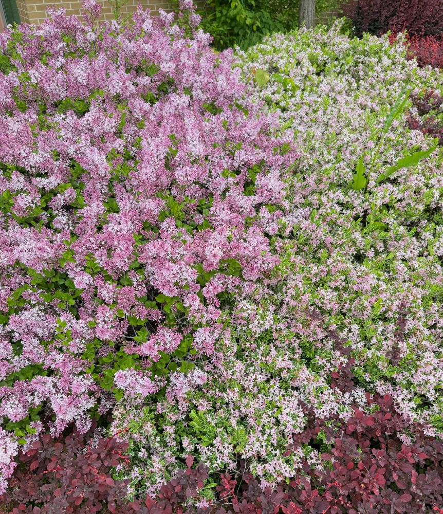 Lilac and other flowering shrubs in bloom.