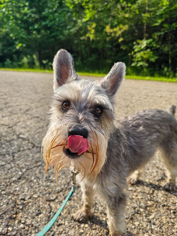 Mini schnauzer with tongue out, sunny day