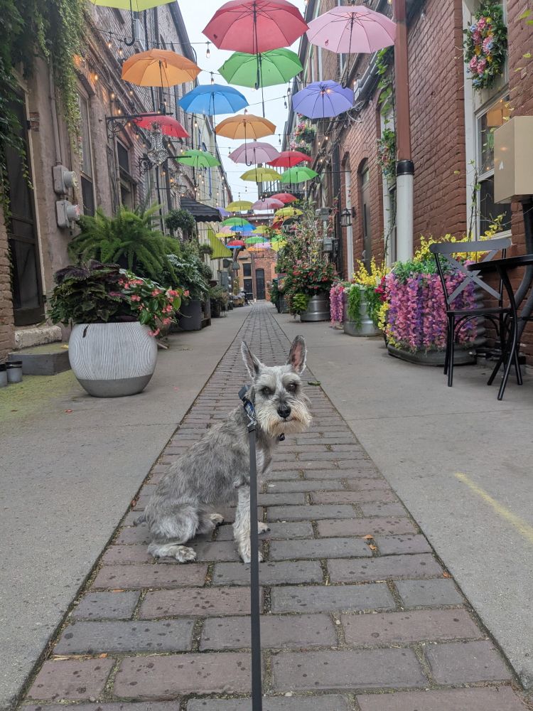 Schnauzer in a colorful alleyway 