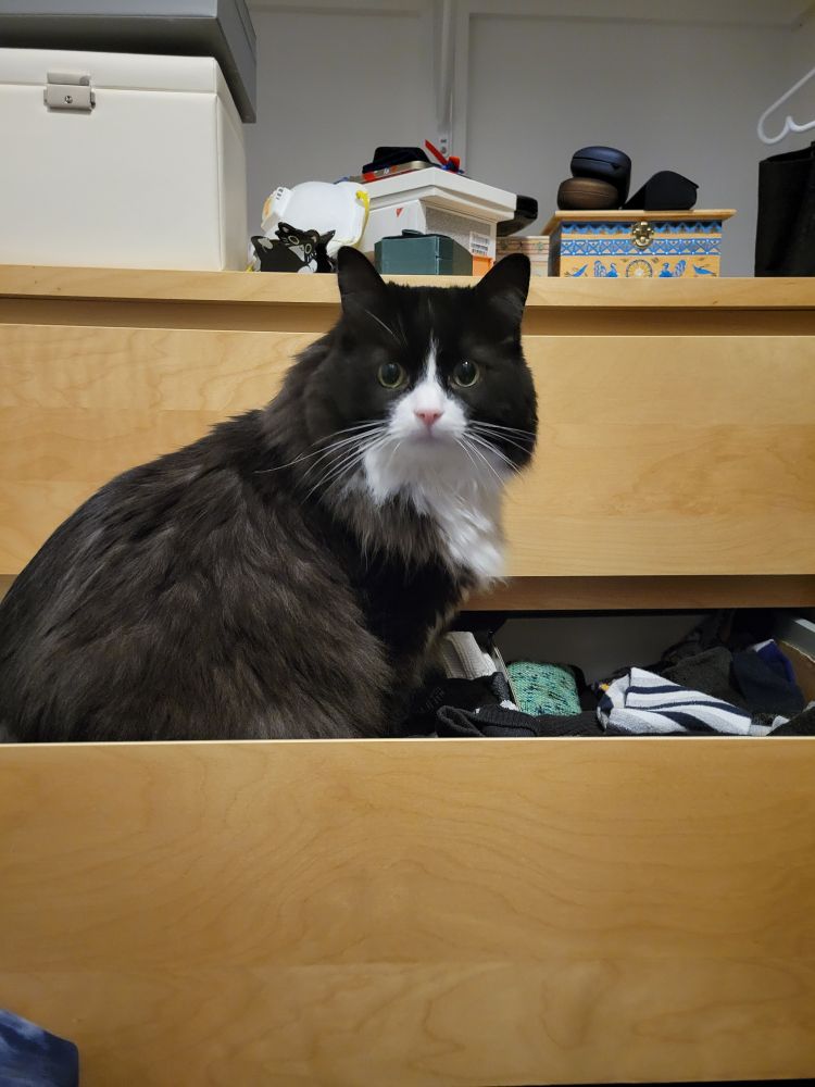 The same tuxedo cat, sitting up in the sock drawer of an old Ikea dresser, staring into the camera