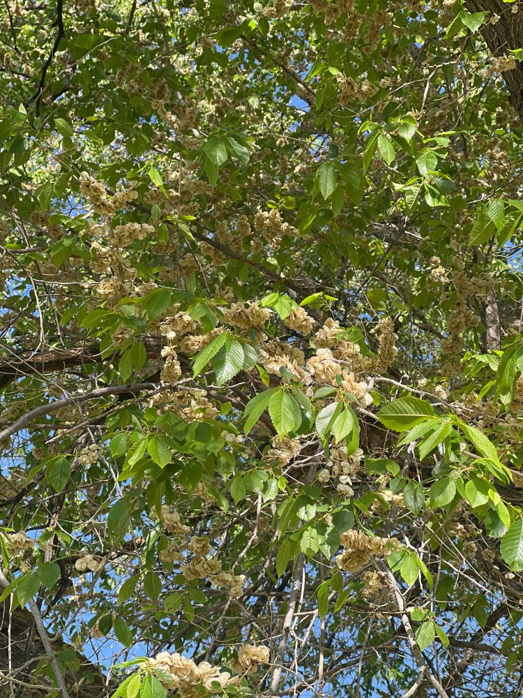 Bajillions of elm seeds waiting to be unleashed from their nursery to invade my house.