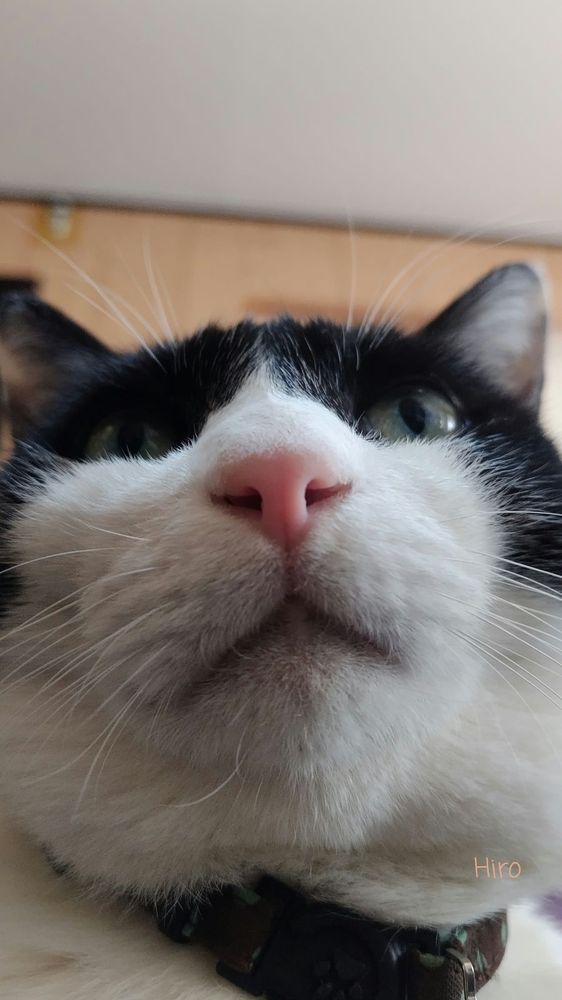 起き抜けの飼い主を見下ろす猫