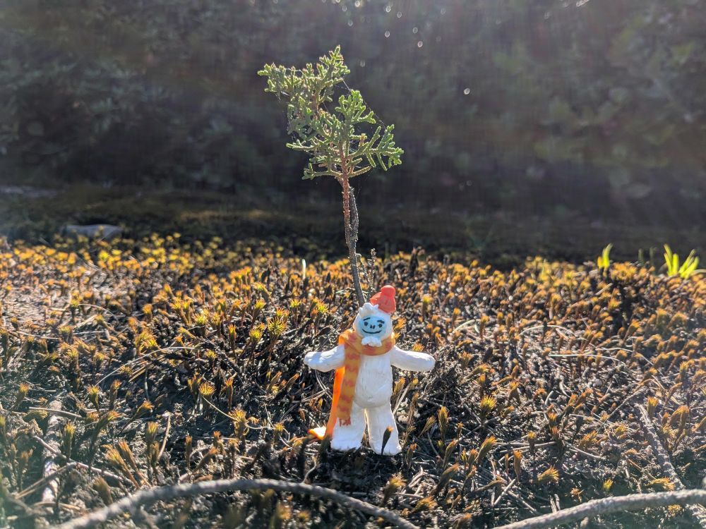 A miniature Otto the Abominable Snow Dancer stands next to a tiny tiny tree.