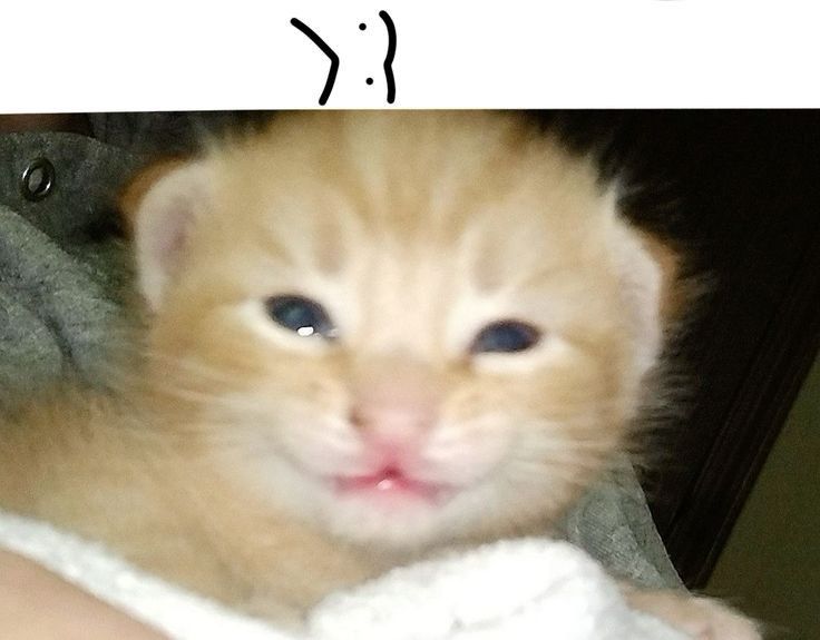 Meme; a kitten going >:3