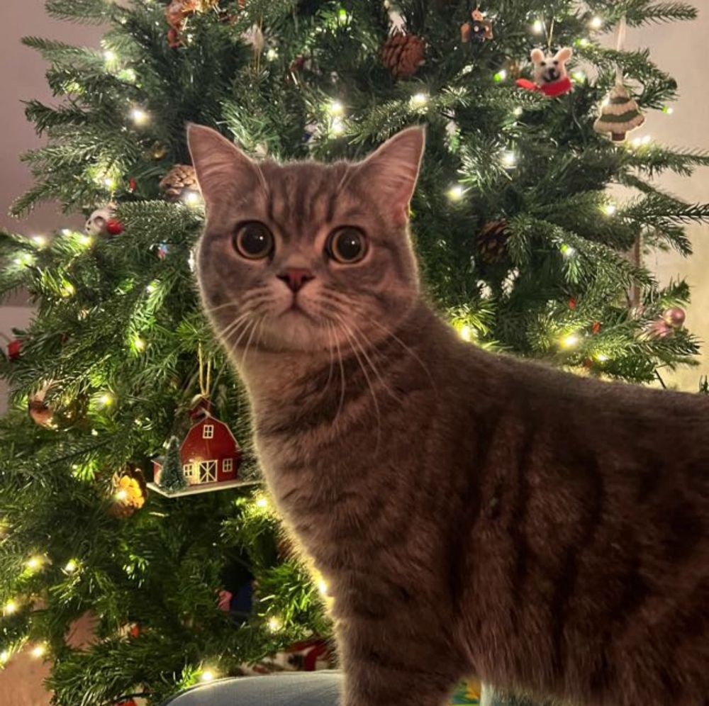 Cute cat in front of a Christmas tree 