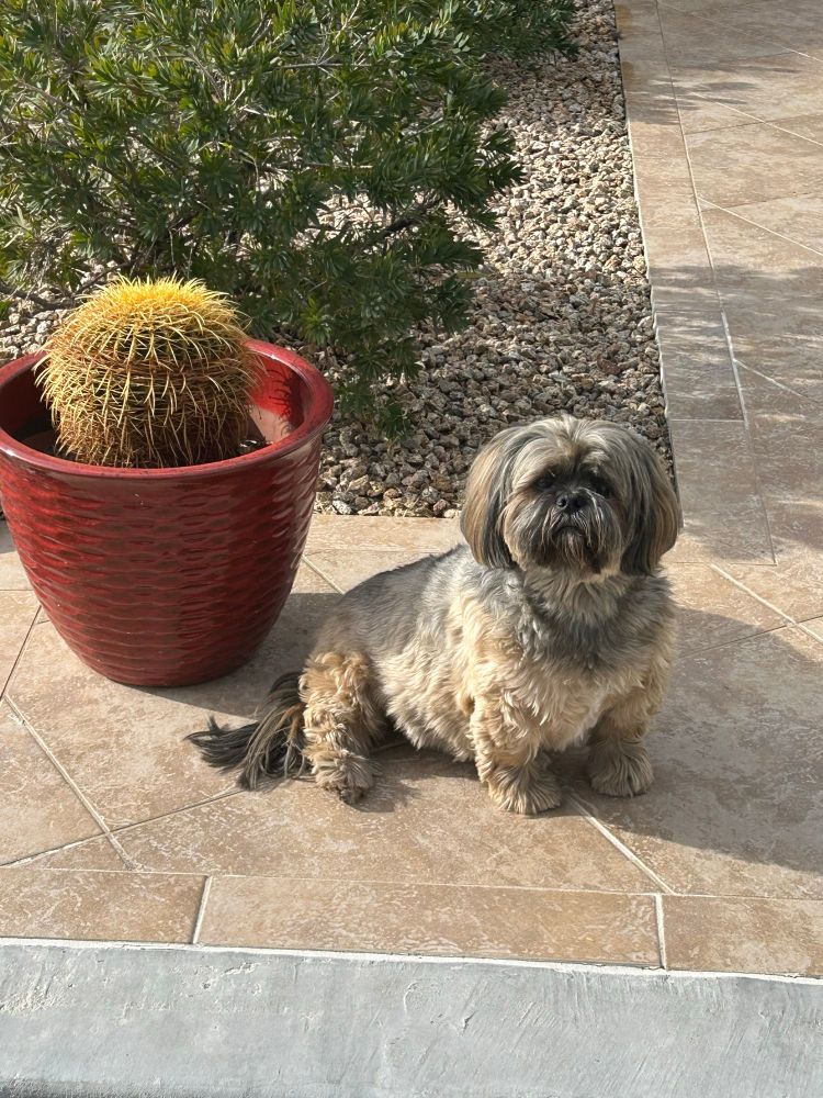 Small Lhasa Apso dog sitting by a cactus plant.

